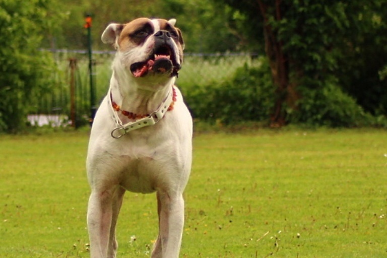 American Bulldog