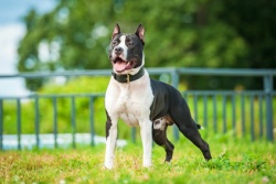 American Staffordshire Terrier