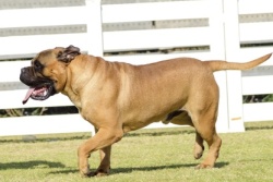 Bullmastiff