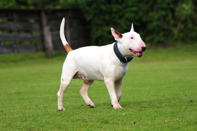 bullterrier