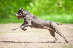 Cane Corso