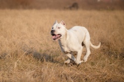 Dogo Argentino