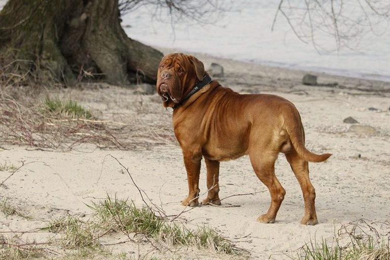 Dogue de Bordeaux