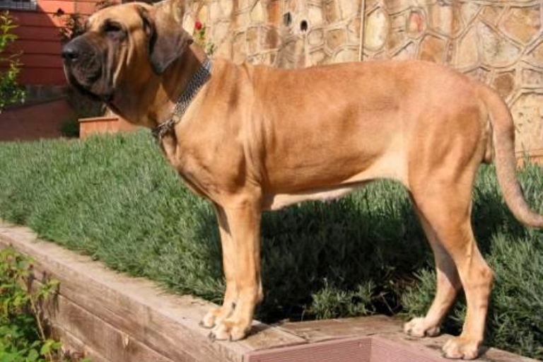 Fila Brasiliero