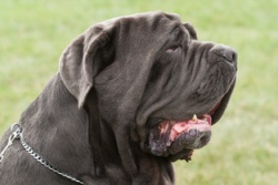 Mastino Napoletano