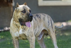 Perro de Presa Canario