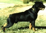 Garrit