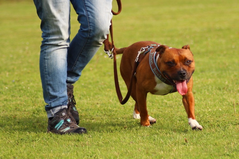 Staffordshire Bullterrier