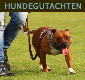 hundegutachten start