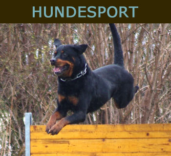 hundesport start